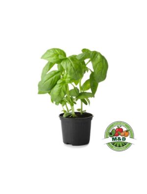 Basilicum - Kruiden in pot