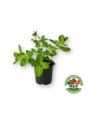 Mint - Kruiden in pot